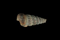 藏品(網目海蜷)的圖片